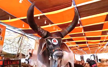 Eid-ul-Adha Countdown Starts: Over 90,000 Sacrificial Animals at Karachi’s Maweshi Dost Mandi