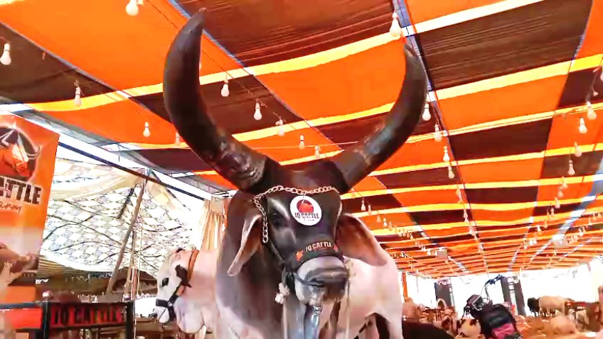 Eid-ul-Adha Countdown Starts: Over 90,000 Sacrificial Animals at Karachi’s Maweshi Dost Mandi
